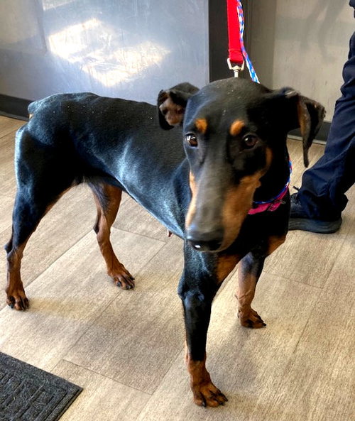 Zelda, an adoptable Doberman Pinscher in Omaha, NE
