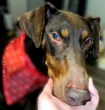 Mylah - Doberman Pinscher