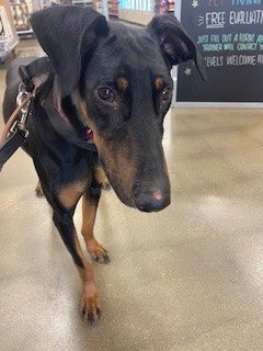 Dozer, Doberman Pinscher