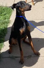 Dozer image 3