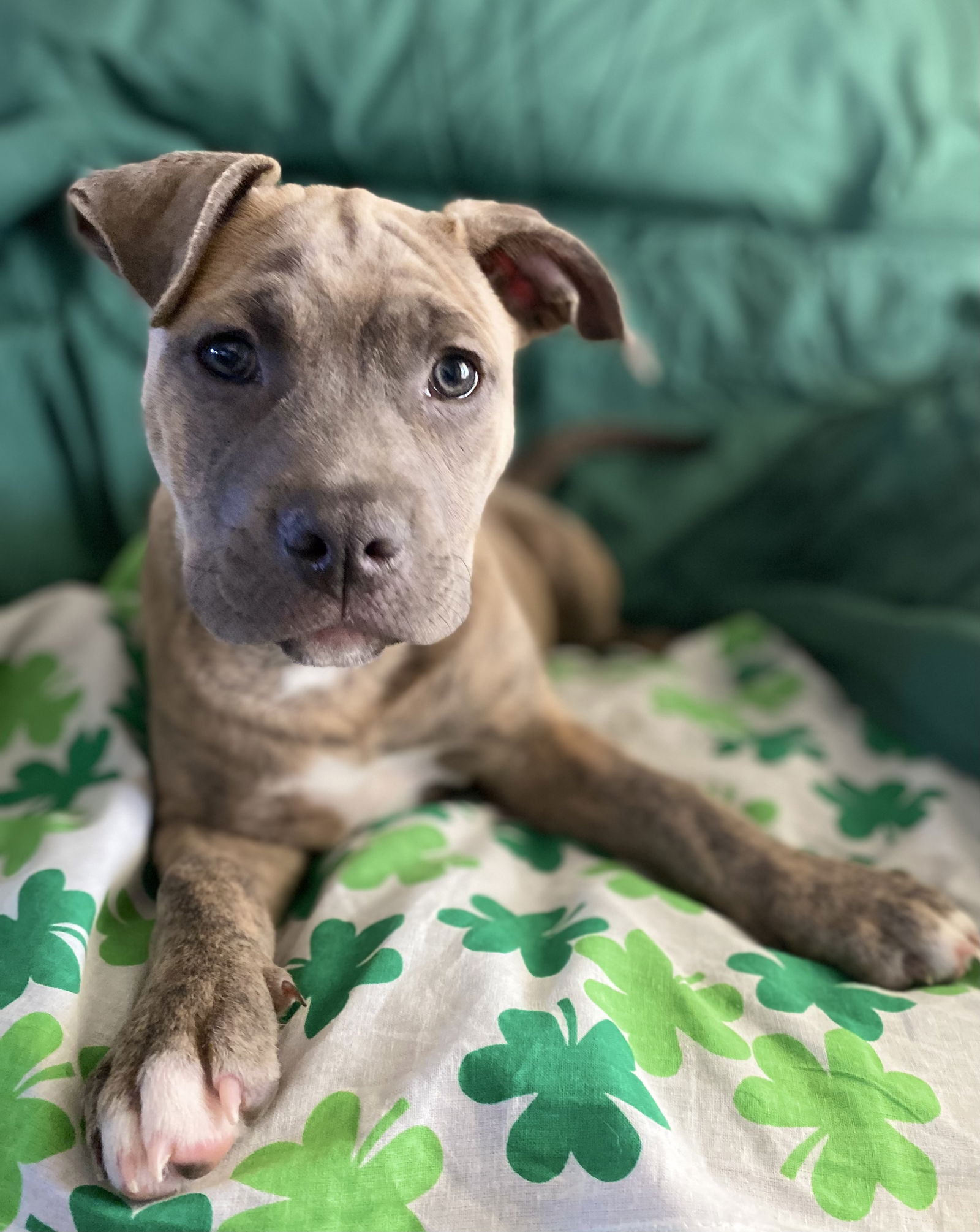 Dog for Adoption - Sugar Pie, a Pit Bull Terrier in Polk County, IA ...