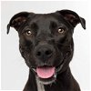 adoptable Dog in clive, IA named Lily