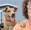 adoptable Dog in clive, IA named Chili