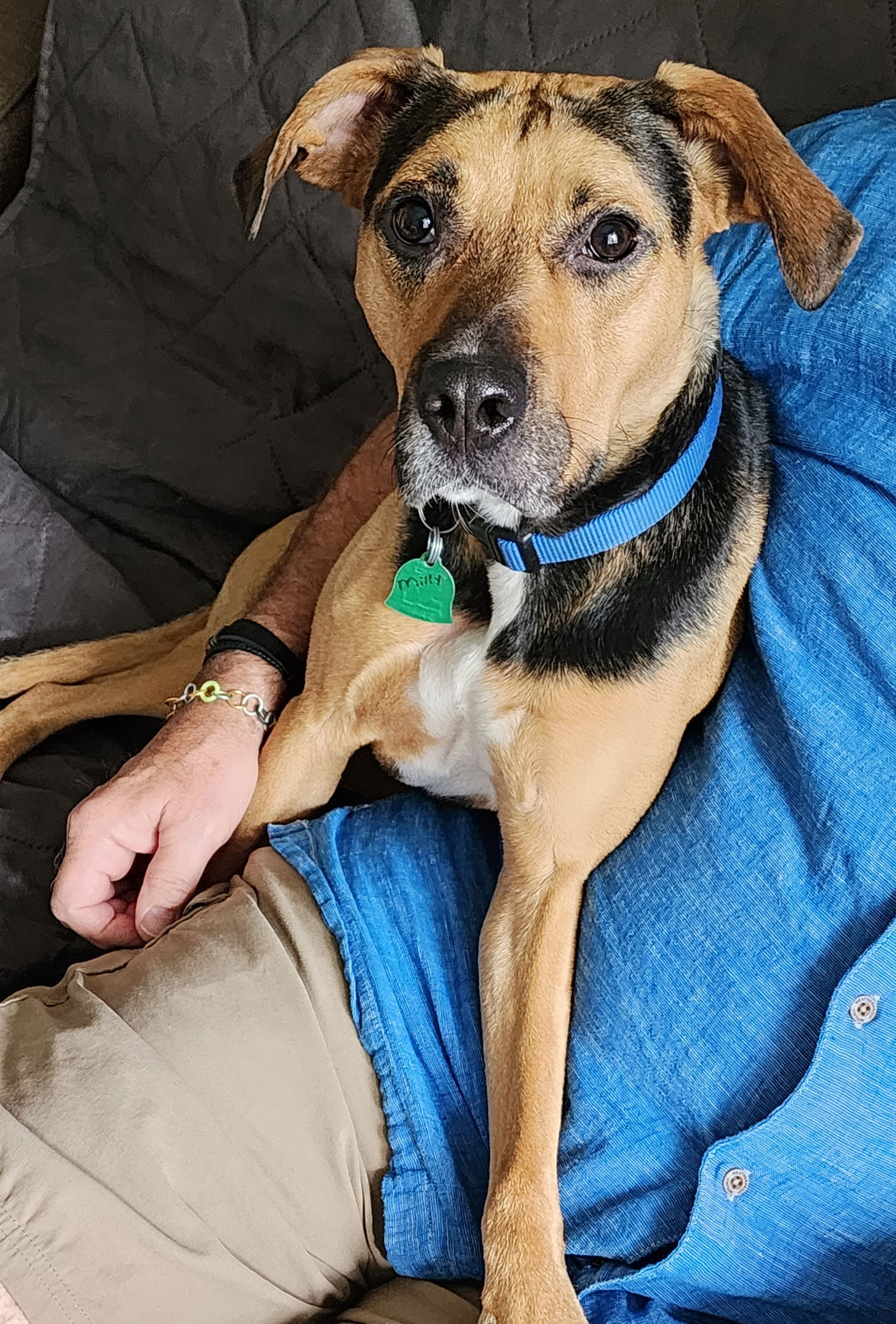 Dog for Adoption - Millie, a Hound in Marion County, IA | Alpha Paw