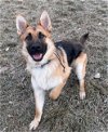 adoptable Dog in clive, IA named Hunter