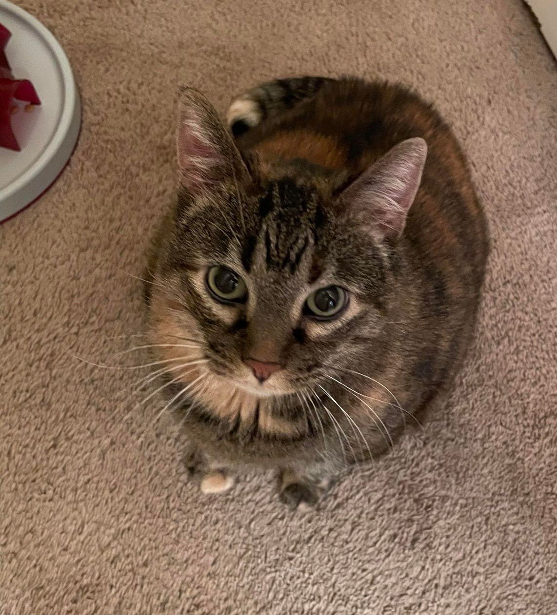 adoptable Cat in Clive, IA named Catherine (Catie)
