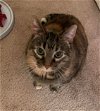 adoptable Cat in clive, IA named Catherine (Catie)