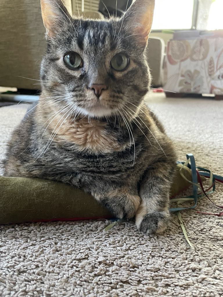 adoptable Cat in Clive, IA named Catherine (Catie)