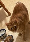 adoptable Cat in , IA named Buddy
