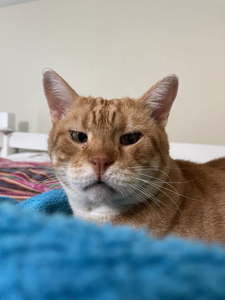 adoptable Cat in WDM, IA named Buddy