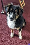 adoptable Dog in clive, IA named Halo