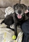 adoptable Dog in , IA named Thor