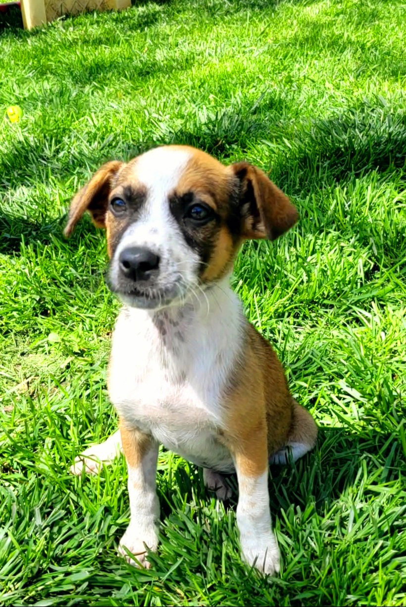 Dog adoption in Clive, IA 50325 Australian Shepherd / Mixed (medium