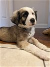 adoptable Dog in  named Duke