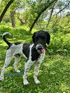 adoptable Dog in , IA named Clyde