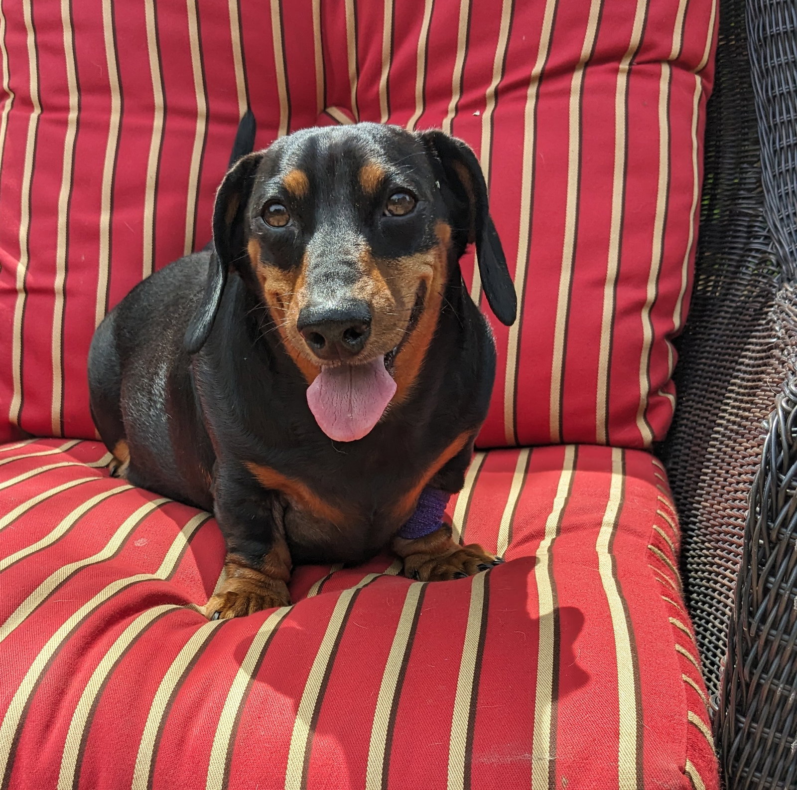 Dog for Adoption Ozzie, a Dachshund in Lake Panorama, IA Alpha Paw
