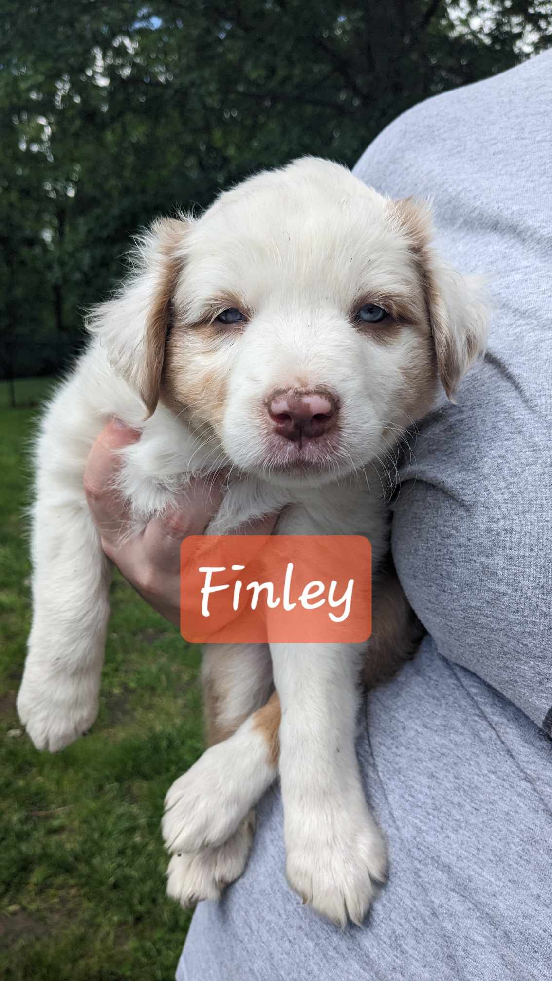 Dog for Adoption - Finley, a Australian Shepherd in Roland, IA | Alpha Paw