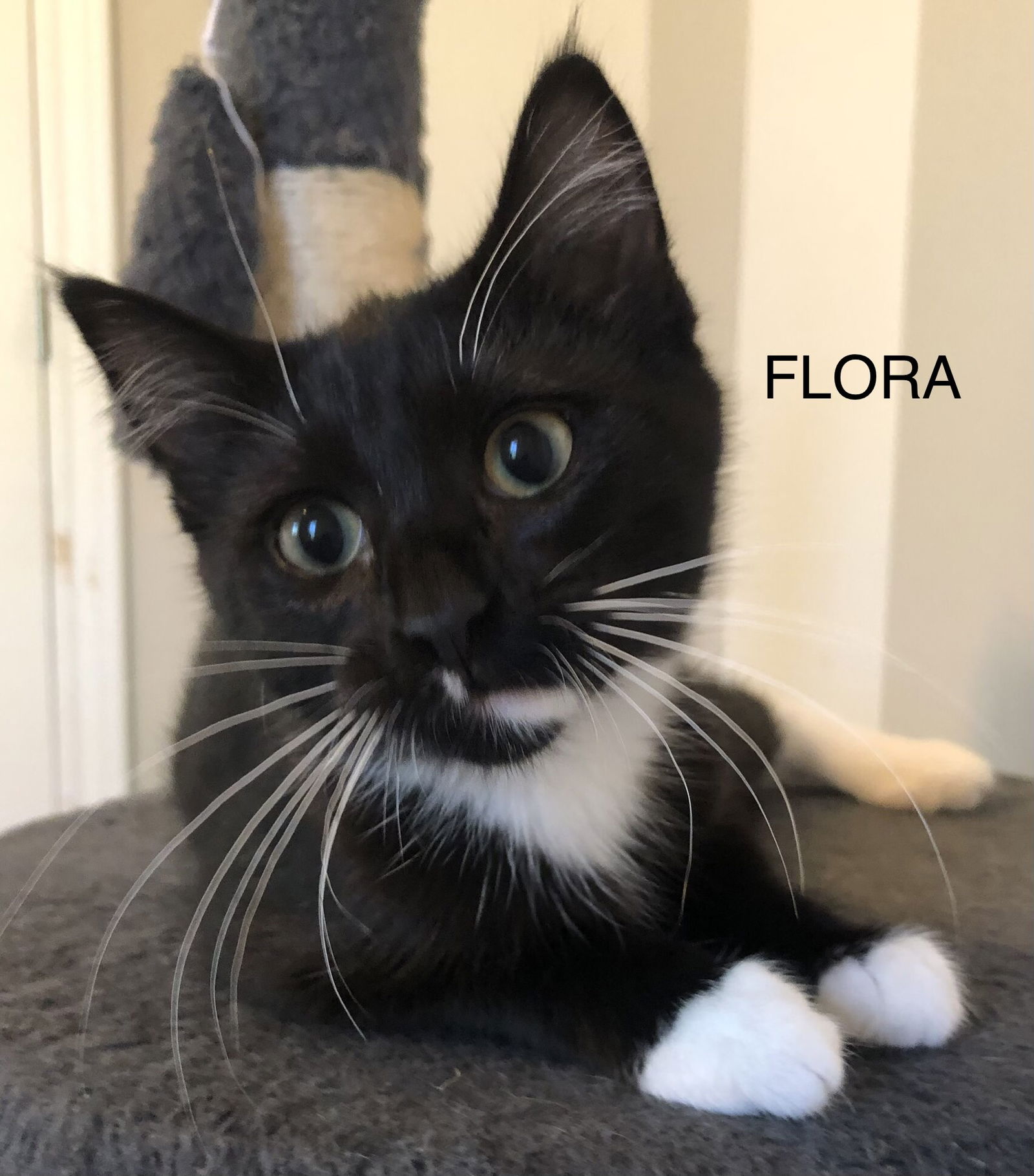 adoptable Cat in WDM, IA named Flora (adoption fee sponsored w/Zeus)