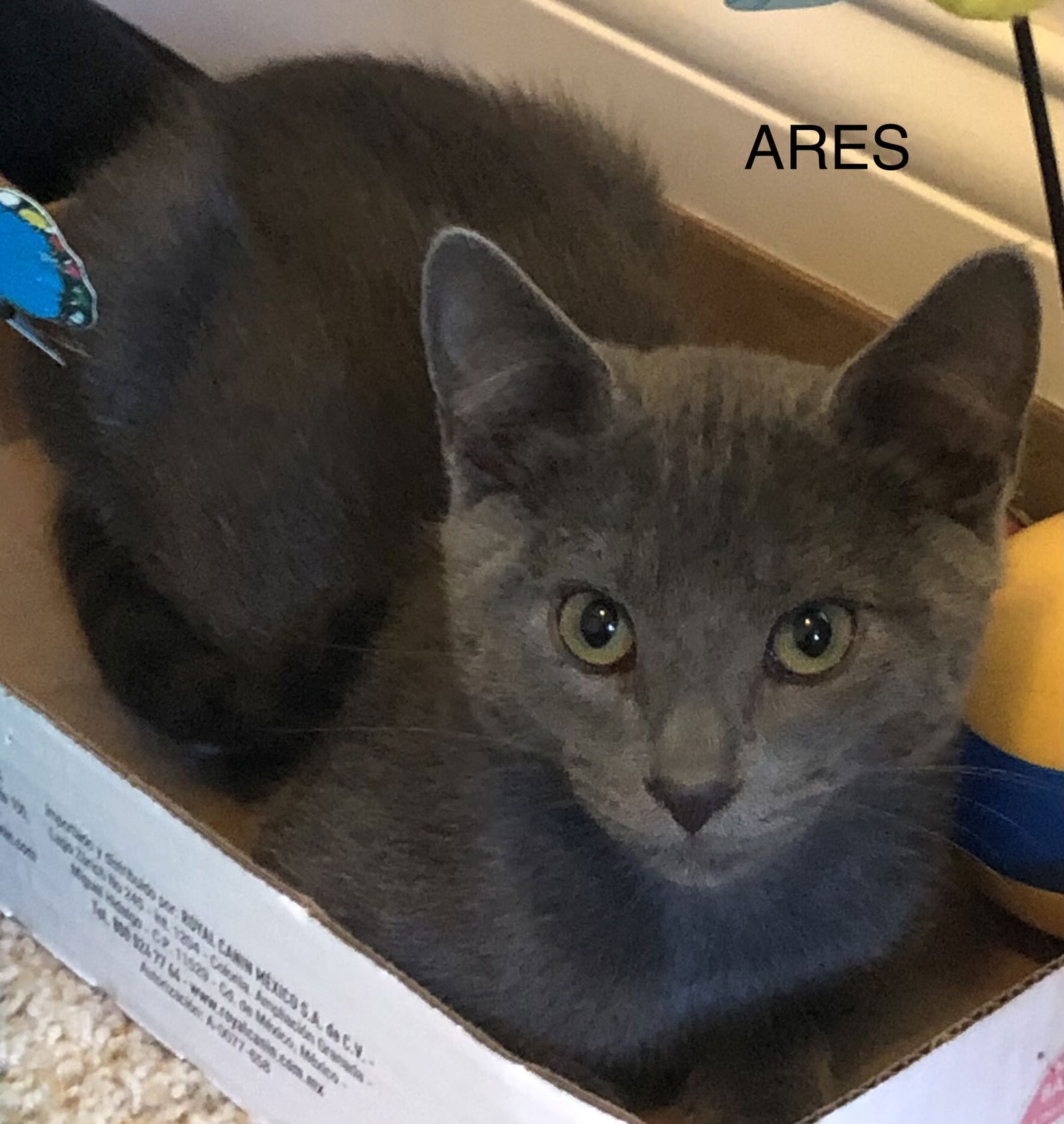 adoptable Cat in WDM, IA named Ares