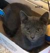 adoptable Cat in , IA named Ares