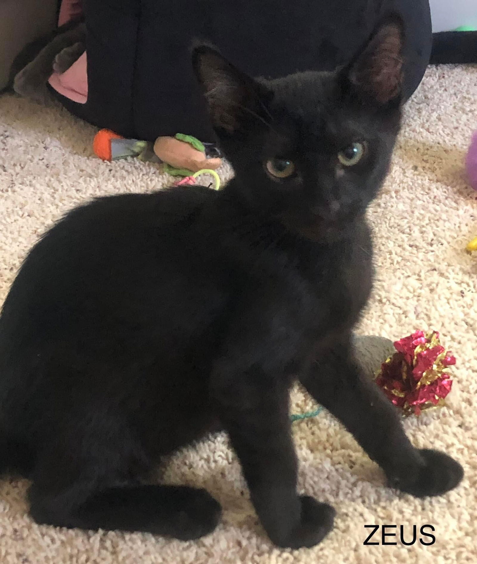 adoptable Cat in WDM, IA named Zeus