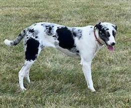 adoptable Dog in Clive, IA named Sissy