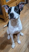 adoptable Dog in , IA named Robin