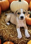 adoptable Dog in  named Cubby