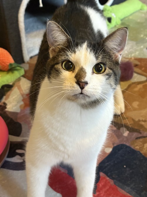 picture of the cat needing adoption