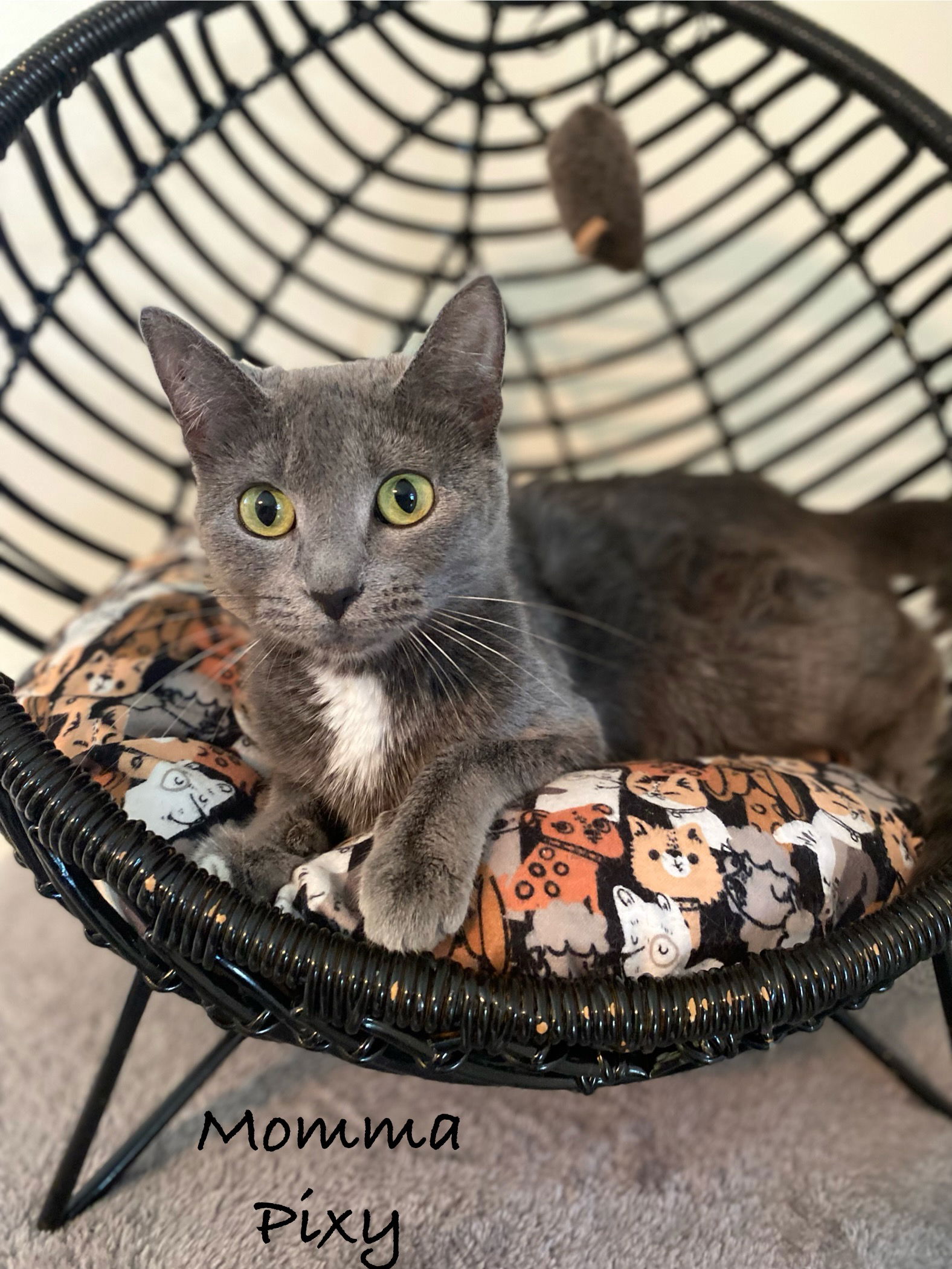 adoptable Cat in WDM, IA named Momma Pixy