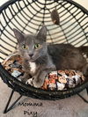adoptable Cat in wdm, IA named Momma Pixy