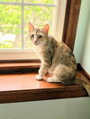adoptable Cat in , IA named Momma Miso