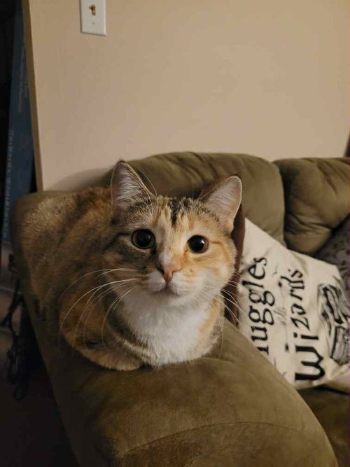 picture of the cat needing adoption