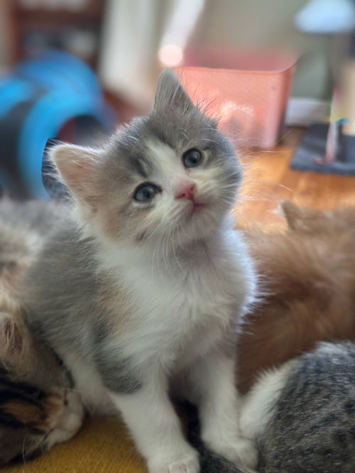 picture of the cat needing adoption