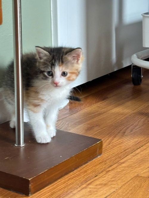 picture of the cat needing adoption