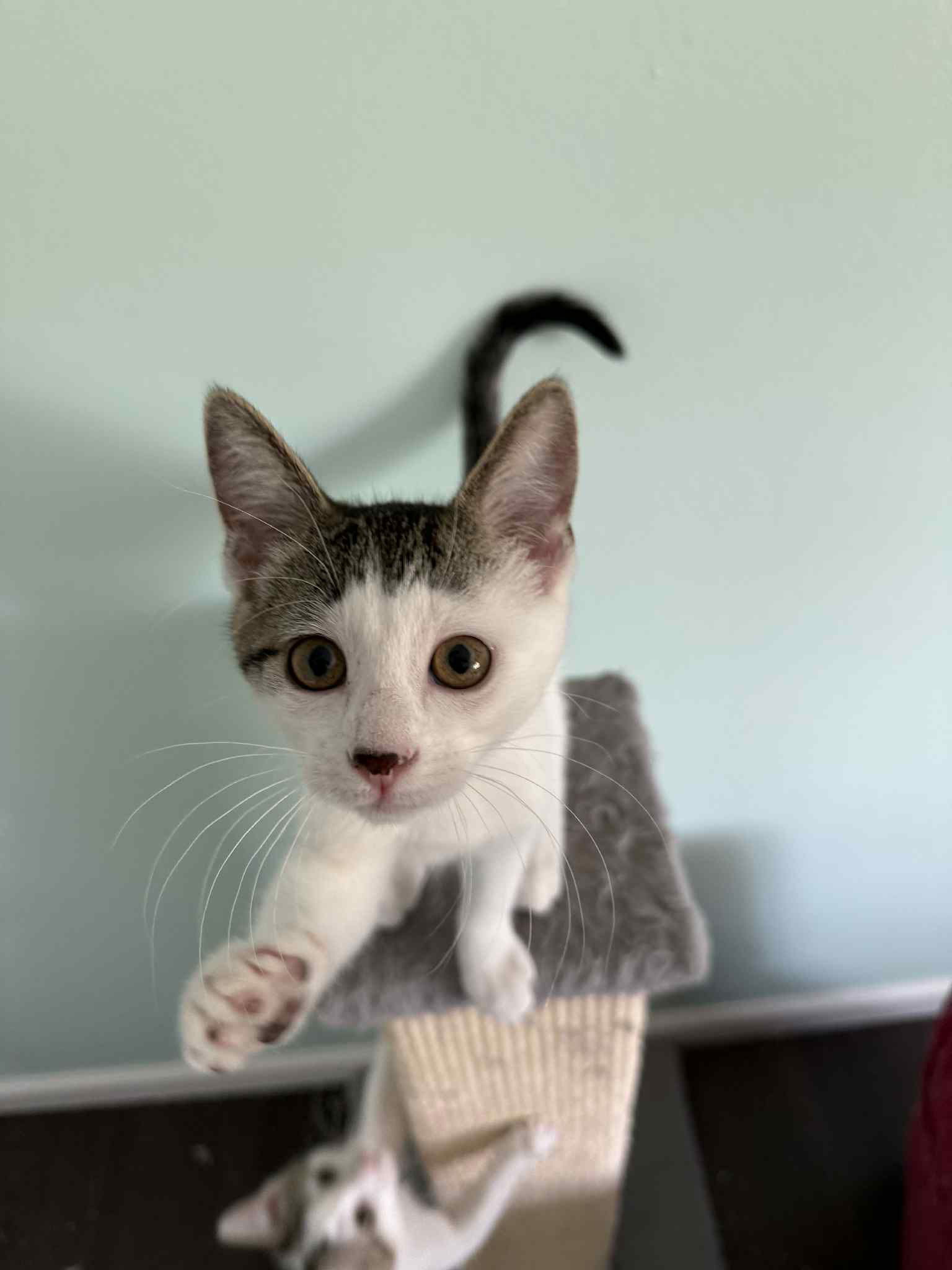 adoptable Cat in WDM, IA named Mirin