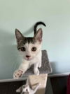 adoptable Cat in wdm, IA named Mirin