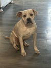 adoptable Dog in wdm, IA named Savannah
