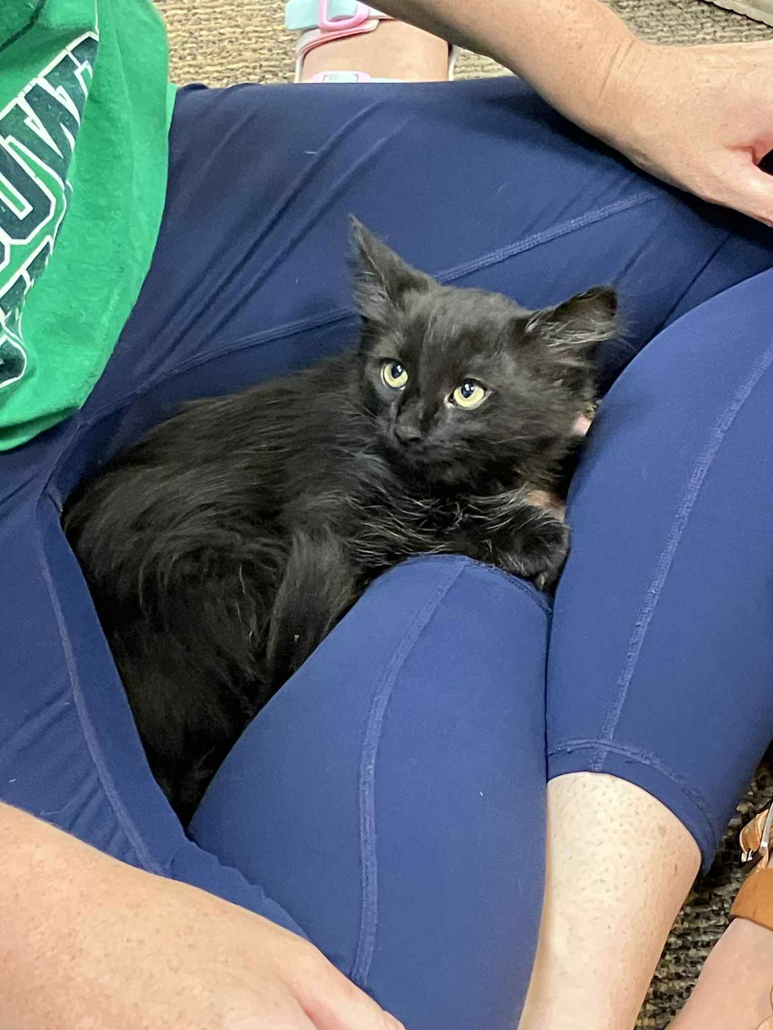 adoptable Cat in WDM, IA named Happy