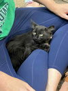 adoptable Cat in  named Happy