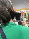 adoptable Cat in  named Henry