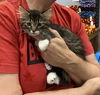 adoptable Cat in  named Hayden