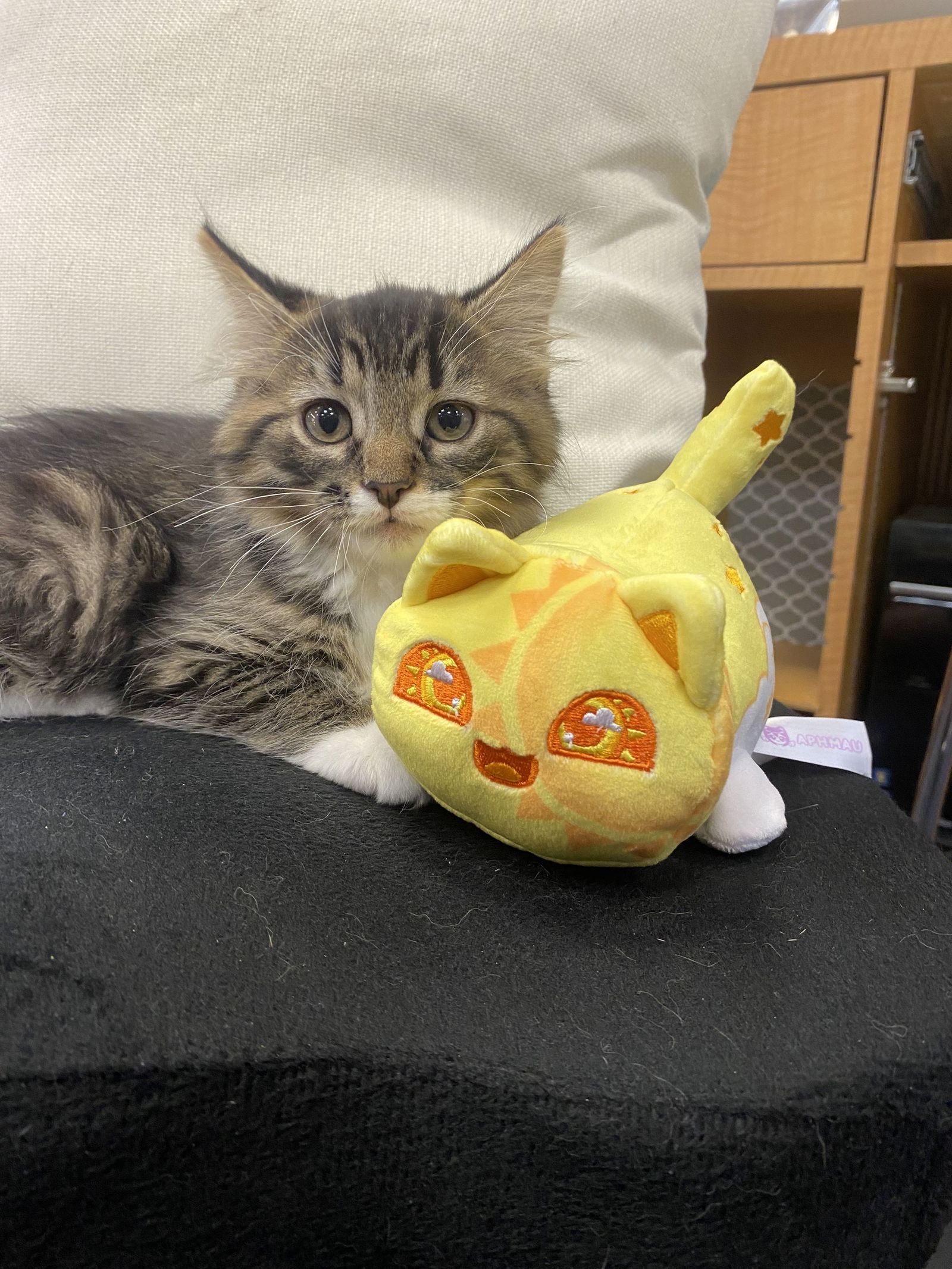 adoptable Cat in WDM, IA named Harper