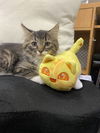 adoptable Cat in wdm, IA named Harper