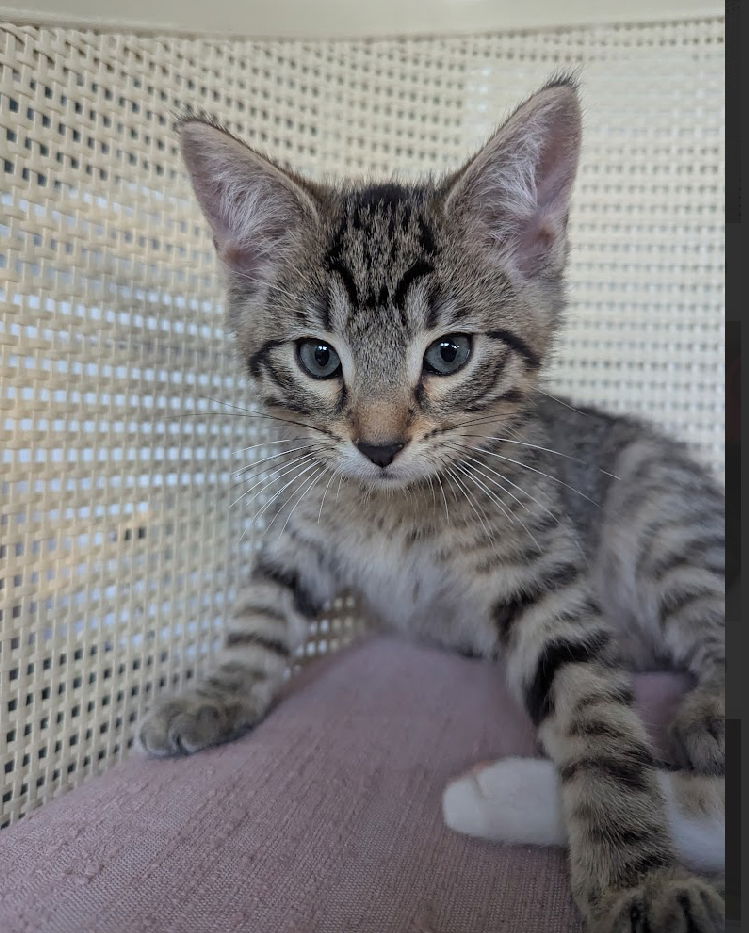 adoptable Cat in WDM, IA named Astrid