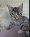 adoptable Cat in wdm, IA named Astrid