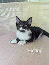 adoptable Cat in wdm, IA named Hiccup