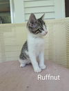 adoptable Cat in wdm, IA named Ruffnut