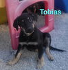 adoptable Dog in , IA named Tobias