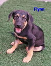 adoptable Dog in , IA named Flynn